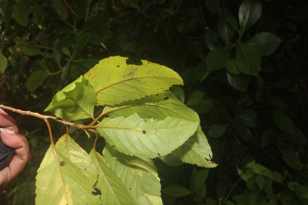 Maesa indica (Roxb.) Sweet